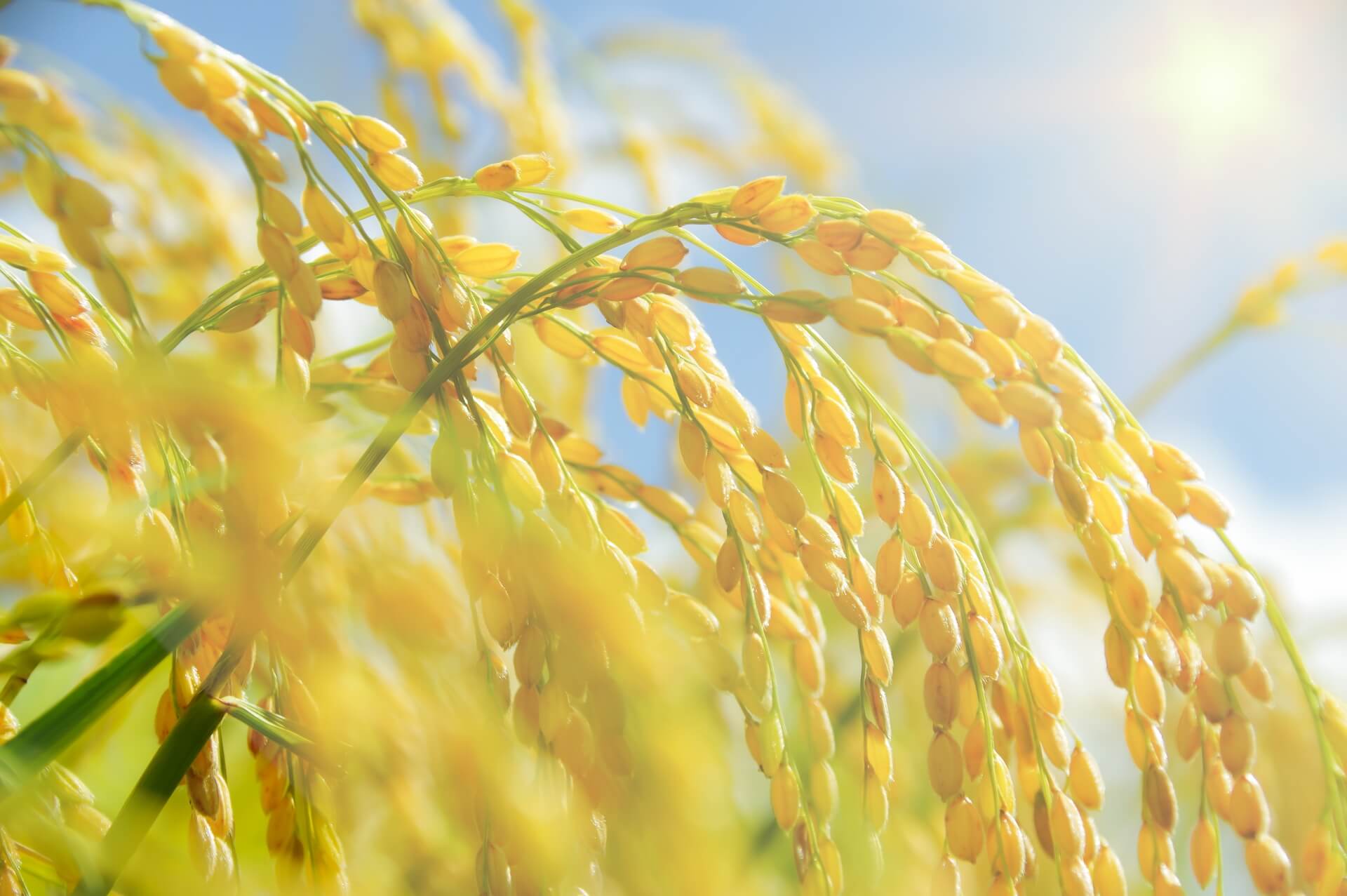 栽培されている稲
